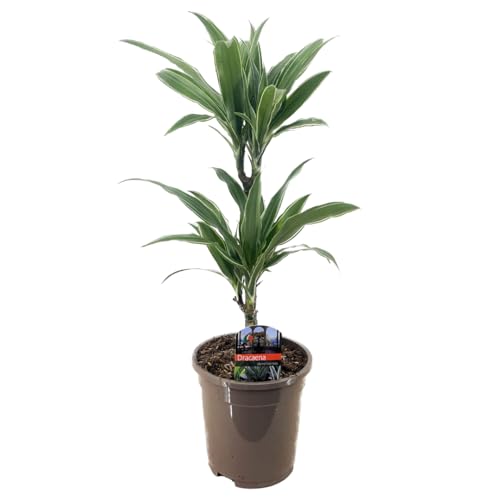 Plant in a Box - Dracaena deremensis 'Warneckei' - Zimmerpflanze - Drachenbaum - Topfgröße 17cm - Höhe 60-70cm von Plant in a Box