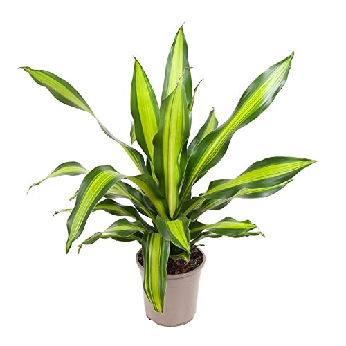 Plant in a Box - Dracaena fragrans 'Charley' - Tropische Zimmerpflanze - Drachenbaum - Einfach zu pflegen - Topf 24cm - Höhe 100-110cm von Plant in a Box