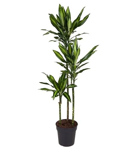 Plant in a Box - Dracaena fragrans 'Cintho' - Drachenbaum - Topf 24cm - Höhe 140-150cm von Plant in a Box