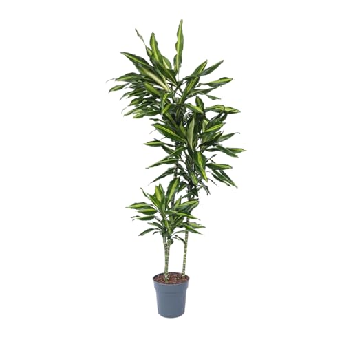 Plant in a Box - Dracaena fragrans 'Cintho' - Drachenbaum - Topf 24cm - Höhe 140-150cm von Plant in a Box