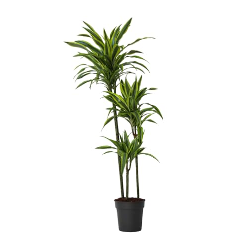 Plant in a Box - Dracaena fragrans Deremensis 'Zitronenlimette' - Drachenbäume - Topf 24cm - Höhe 130-140cm von Plant in a Box