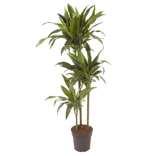 Plant in a Box - Dracaena fragrans 'Janet Craig' - Große zimmerpflanze - Pflegeleicht - Drachenbaum - Topf 24cm - Höhe 140-150cm von Plant in a Box