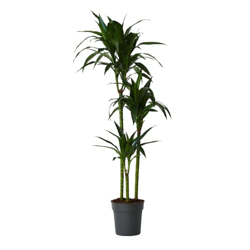Plant in a Box - Dracaena fragrans 'Janet Craig' - Große zimmerpflanze - Pflegeleicht - Drachenbaum - Topf 24cm - Höhe 140-150cm von Plant in a Box