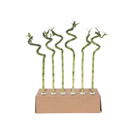 Plant in a Box - Dracaena sanderiana - 12er Set - Lucky Bamboo - Glücksbambus - ⌀2cm - Höhe 40-50cm von Plant in a Box