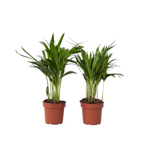 Plant in a Box - Dypsis Lutescens - Areca Goldfruchtpalme - 2er Set - Grüne Zimmerpflanze - Topf 12cm - Höhe 30-45cm Plant in a Box - Dypsis Lutescens - Areca Goldfruchtpalme - 2er Set - Grüne Zimmerpflanze - Topf 12cm - Höhe 30-45cm von Plant in a Box