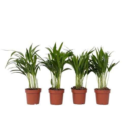 Plant in a Box - Dypsis Lutescens - Areca Goldfruchtpalme - 4er Set - Grüne Zimmerpflanze - Topf 12cm - Höhe 30-45cm Plant in a Box - Dypsis Lutescens - Areca Goldfruchtpalme - 4er Set - Grüne Zimmerpflanze - Topf 12cm - Höhe 30-45cm von Plant in a Box