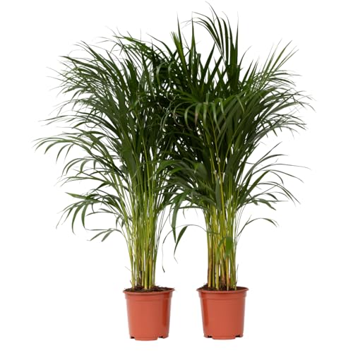 Plant in a Box - Dypsis Lutescens - Areca Goldfruchtpalme - 2er Set - Zimmerpflanze - Palme - Luftreinigende palme - Topf 21cm - Höhe 100-120cm von Plant in a Box