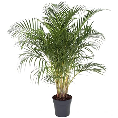 Plant in a Box - Dypsis Lutescens - Areca Goldfruchtpalme - XXL Zimmerpflanze - Luftreinigende palme - Topf 27cm - Höhe 140-150cm von Plant in a Box