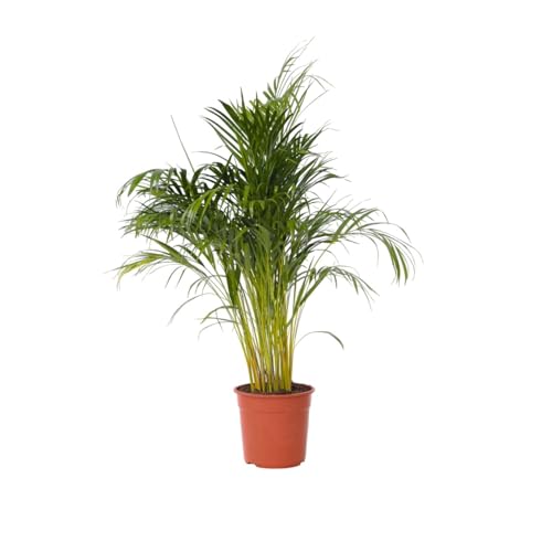 Plant in a Box - Dypsis Lutescens - Areca Goldfruchtpalme - XXL Zimmerpflanze - Luftreinigende palme - Topf 27cm - Höhe 140-150cm von Plant in a Box