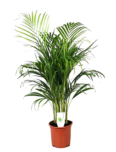 Plant in a Box - Dypsis Lutescens - Areca Goldfruchtpalme - Zimmerpflanze - Luftreinigende palme - Topf 21cm - Höhe 100-120cm von Plant in a Box