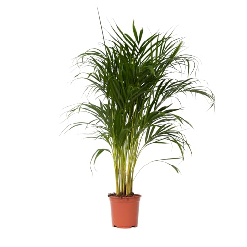 Plant in a Box - Dypsis Lutescens - Areca Goldfruchtpalme - Zimmerpflanze - Luftreinigende palme - Topf 21cm - Höhe 100-120cm von Plant in a Box