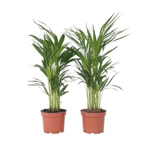 Plant in a Box - Dypsis Lutescens - Areca Goldfruchtpalme - 2er Set - Zimmerpflanzen - Goldfruchtpalmen - Luftreinigende palmen - Topf 17cm - Höhe 60-70cm von Plant in a Box