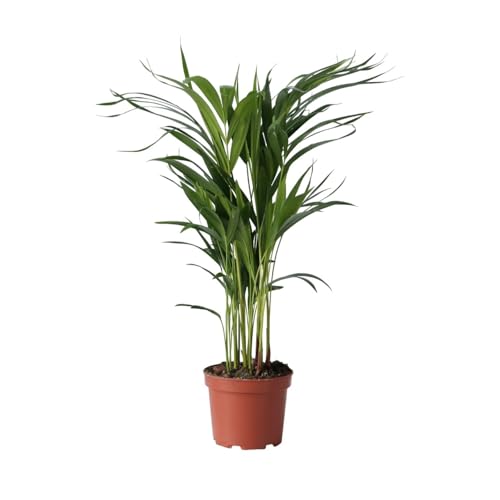 Plant in a Box - Dypsis Lutescens - Areca Goldfruchtpalme - Grüne Zimmerpflanze - Topf 17cm - Höhe 60-70cm Plant in a Box - Dypsis Lutescens - Areca Goldfruchtpalme - Grüne Zimmerpflanze - Topf 17cm - Höhe 60-70cm von Plant in a Box