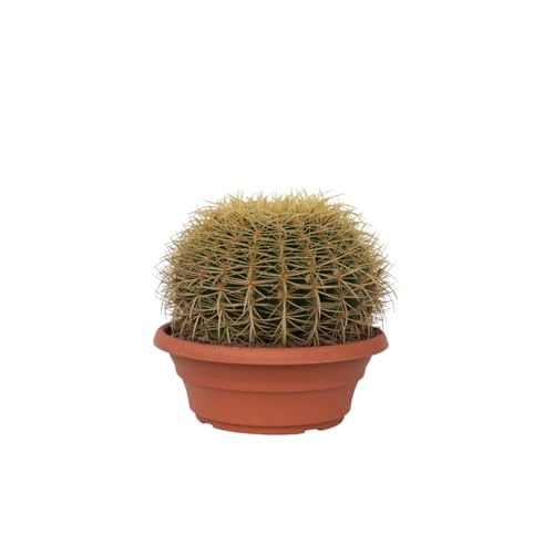 Plant in a Box - Echinocactus grusonii - Goldkugelkaktus - Kaktus – Topf 25 cm – Höhe 25–35 cm von Plant in a Box