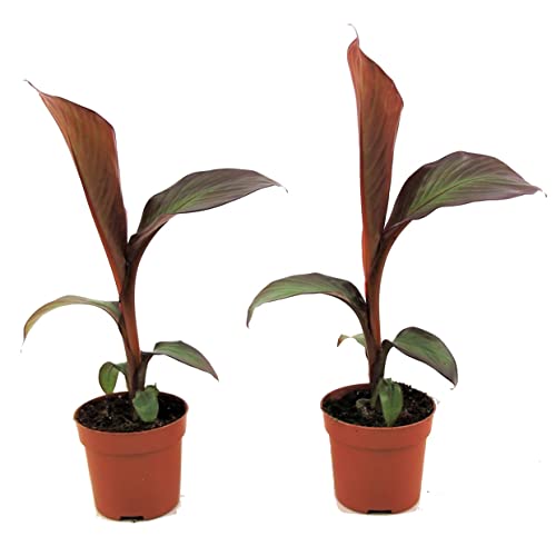 Plant in a Box - Ensete ventricosum Maurelli - 2er Set - Rote Bananen Pflanzen - Topf 9cm - Höhe 20-30cm von Plant in a Box