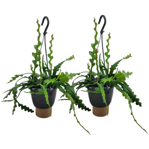 Plant in a Box - Epiphyllum Anguliger - 2er Set - Fischgrätenkaktus - Flegeleichte Zimmerpflanze - Echte Blühende Succulent - Topf 15cm - Höhe 30-40cm von Plant in a Box