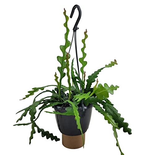 Plant in a Box - Epiphyllum Anguliger - Fischgrätenkaktus - Flegeleichte Zimmerpflanze - Echte Blühende Succulent - Topf 15cm - Höhe 30-40cm von Plant in a Box