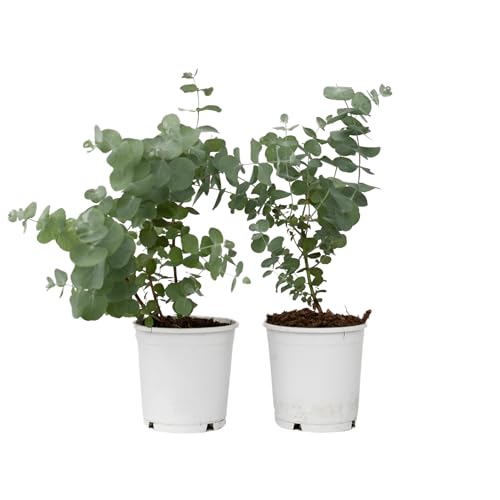 Plant in a Box - Eucalyptus Pulverulenta 'Baby blau' - 2er Set - Eukalyptus - Topf 12cm - Höhe 25-40cm Plant in a Box - Eucalyptus Pulverulenta 'Baby blau' - 2er Set - Eukalyptus - Topf 12cm - Höhe 25-40cm von Plant in a Box