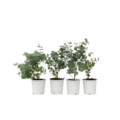 Plant in a Box - Eucalyptus Pulverulenta 'Baby blau' - 4er Set - Eukalyptus - Topf 12cm - Höhe 25-40cm von Plant in a Box