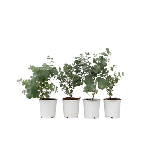 Plant in a Box - Eucalyptus Pulverulenta 'Baby blau' - 6er Set - Eukalyptus - Topf 12cm - Höhe 25-40cm Plant in a Box - Eucalyptus Pulverulenta 'Baby blau' - 6er Set - Eukalyptus - Topf 12cm - Höhe 25-40cm von Plant in a Box