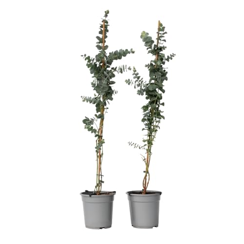 Plant in a Box - Eucalyptus cinerea 'Silver Dollar' - 2er Set - Silberblaugummibaum - Eukalyptus pflanze echt winterhart - Topf 19cm - Höhe 90-110cm Plant in a Box - Eucalyptus cinerea 'Silver Dollar' - 2er Set - Silberblaugummibaum - Eukalyptus pflanze echt winterhart - Topf 19cm - Höhe 90-110cm von Plant in a Box