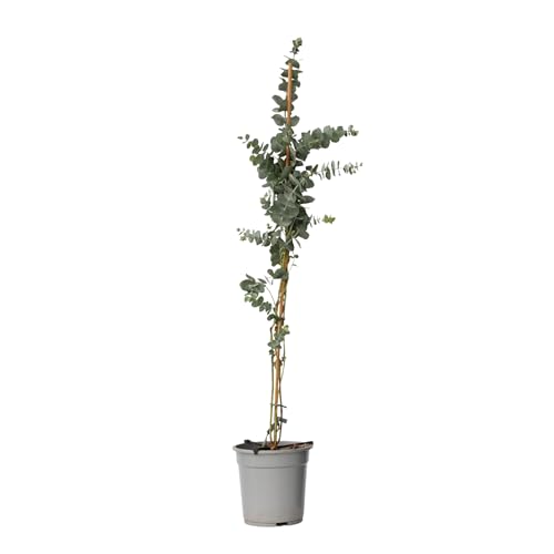 Plant in a Box - Eucalyptus cinerea 'Silver Dollar' - Silberblaugummibaum - Eukalyptus pflanze echt winterhart - Topf 19cm - Höhe 90-110cm von Plant in a Box