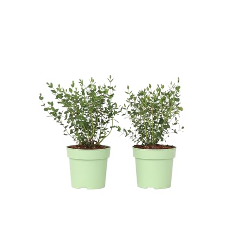 Plant in a Box - Eucalyptus parvifolia 'Oliva' - Eukalyptus - Set de 2 - Terrassenpflanze - Topf 15cm - Höhe 35-45cm von Plant in a Box