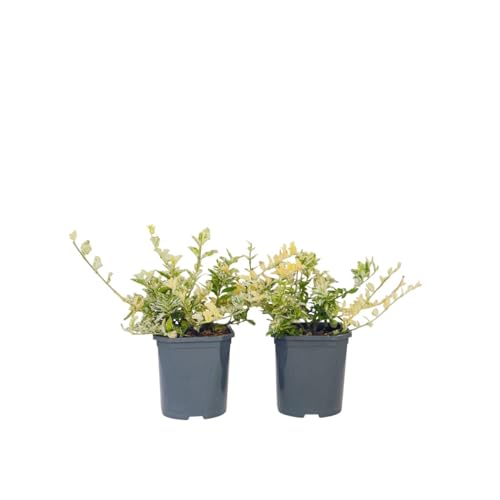 Plant in a Box - Euonymus Harlequin - 2er - Buntblättriger Spindel - Gartenpflanze mit schön gefärbten Blätter - Winterhart und Immergrün - Topf 17cm - Höhe 20-30cm Plant in a Box - Euonymus Harlequin - 2er - Buntblättriger Spindel - Gartenpflanze mit schön gefärbten Blätter - Winterhart und Immergrün - Topf 17cm - Höhe 20-30cm von Plant in a Box