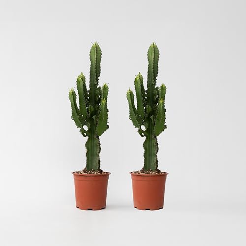 Plant in a Box - Euphorbia Eritrea - 2er Set - Bergwaldwolfsmilch - Kaktus - Zimmerpflanze - Topf 17cm - Höhe 50-60cm von Plant in a Box