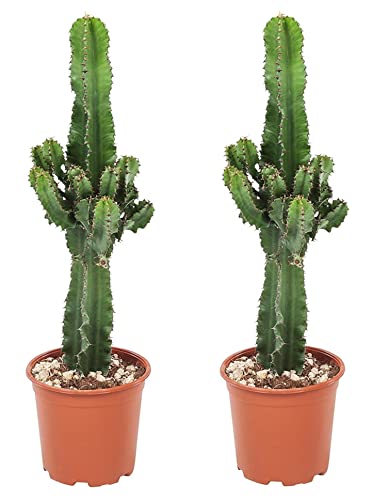 Plant in a Box - Euphorbia Eritrea - 2er Set - Bergwaldwolfsmilch - Kaktus - Zimmerpflanze - Topf 17cm - Höhe 50-60cm von Plant in a Box