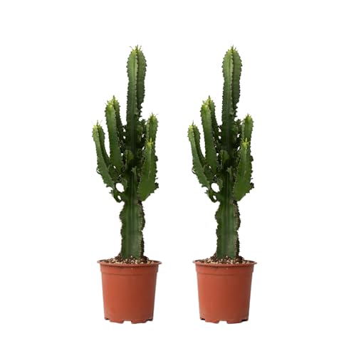 Plant in a Box - Euphorbia Eritrea - 2er Set - Bergwaldwolfsmilch - Kaktus - Zimmerpflanze - Topf 17cm - Höhe 50-60cm Plant in a Box - Euphorbia Eritrea - 2er Set - Bergwaldwolfsmilch - Kaktus - Zimmerpflanze - Topf 17cm - Höhe 50-60cm von Plant in a Box