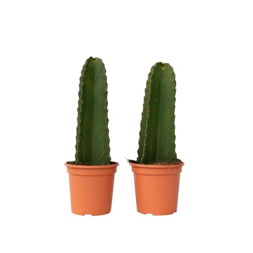 Plant in a Box - Euphorbia Ingens 'Cowboy-Kaktus' - 2er-Set - Kaktus - Topf 18cm - Höhe 40-50cm Plant in a Box - Euphorbia Ingens 'Cowboy-Kaktus' - 2er-Set - Kaktus - Topf 18cm - Höhe 40-50cm von Plant in a Box