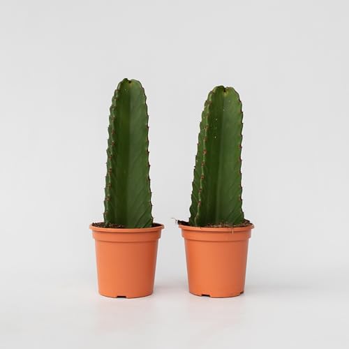Plant in a Box - Euphorbia Ingens 'Cowboy-Kaktus' - 2er-Set - Kaktus - Topf 18cm - Höhe 40-50cm Plant in a Box - Euphorbia Ingens 'Cowboy-Kaktus' - 2er-Set - Kaktus - Topf 18cm - Höhe 40-50cm von Plant in a Box