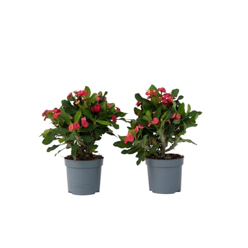 Plant in a Box - Euphorbia Milii 'Christusdorn' - 2er set - Zimmerpflanze - Sukkulente - ⌀ 13 cm - Höhe 25-35 cm Plant in a Box - Euphorbia Milii 'Christusdorn' - 2er set - Zimmerpflanze - Sukkulente - ⌀ 13 cm - Höhe 25-35 cm von Plant in a Box