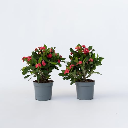 Plant in a Box - Euphorbia Milii 'Christusdorn' - 2er set - Zimmerpflanze - Sukkulente - ⌀ 13 cm - Höhe 25-35 cm von Plant in a Box