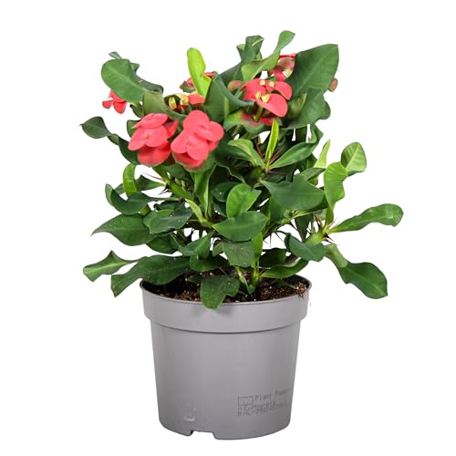 Plant in a Box - Euphorbia Milii 'Christusdorn' - Zimmerpflanze - Sukkulente - ⌀ 13 cm - Höhe 25-35 cm von Plant in a Box