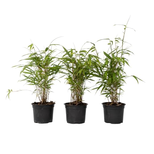 Plant in a Box - Fargesia Grex - 6er-Set blauer Bambus – Robuster, nicht invasiver Bambus – Topf 13 cm – Höhe 30–40 cm von Plant in a Box