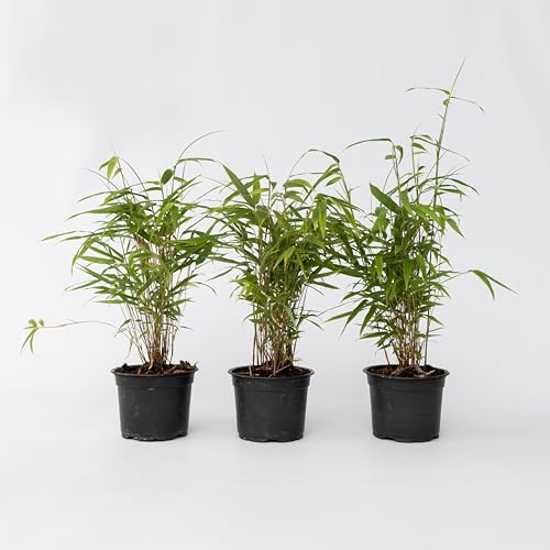 Plant in a Box - Fargesia Grex - Blauer Bambus - 3er Set - Nicht-invasiver Bambus Winterhart - Topf 13cm - Höhe 25-40cm von Plant in a Box
