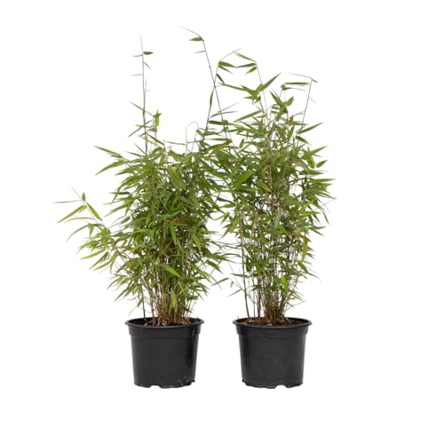 Plant in a Box - Fargesia Red Dragon - 2er-Set - roter Bambus - Topf 17cm - Höhe 60-80cm - nicht invasiv - Winterhart Immergrün von Plant in a Box