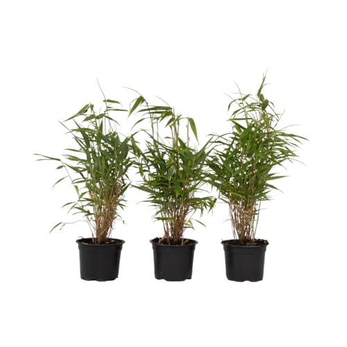 Plant in a Box - Fargesia Rufa - 3er Set - Bambus Pflanze - Nicht invasiv - Grüner Bambus - Winterhart - Topf 13cm - Höhe 25-40cm von Plant in a Box