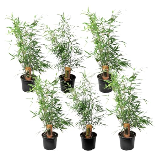 Plant in a Box - Fargesia Rufa - 6er Set - Bambus Pflanze - Nicht invasiv - Grüner Bambus - Winterhart - Topf 13cm - Höhe 25-40cm von Plant in a Box