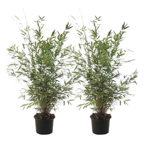 Plant in a Box - Fargesia nitida 'Gansu' - 2er-Set - dunkelvioletter Bambus - Topf 17cm - Höhe 50-70cm - nicht invasiv - Winterhart Immergrün von Plant in a Box