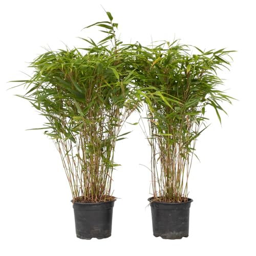Plant in a Box - Fargesia nitida 'Gansu' - 2er-Set - dunkelvioletter Bambus - Topf 17cm - Höhe 50-70cm - nicht invasiv - Winterhart Immergrün Plant in a Box - Fargesia nitida 'Gansu' - 2er-Set - dunkelvioletter Bambus - Topf 17cm - Höhe 50-70cm - nicht invasiv - Winterhart Immergrün von Plant in a Box