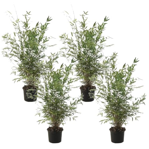 Plant in a Box - Fargesia nitida 'Gansu' - 4er-Set - dunkelvioletter Bambus - Topf 17cm - Höhe 50-70cm - nicht invasiv - Winterhart Immergrün von Plant in a Box