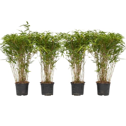 Plant in a Box - Fargesia nitida 'Gansu' - 4er-Set - dunkelvioletter Bambus - Topf 17cm - Höhe 50-70cm - nicht invasiv - Winterhart Immergrün Plant in a Box - Fargesia nitida 'Gansu' - 4er-Set - dunkelvioletter Bambus - Topf 17cm - Höhe 50-70cm - nicht invasiv - Winterhart Immergrün von Plant in a Box