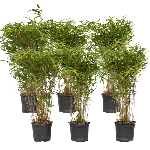 Plant in a Box - Fargesia nitida 'Gansu' - 6er-Set - dunkelvioletter Bambus - Nicht invasiv - Winterhart Immergrün - Topf 17cm - Höhe 50-70cm von Plant in a Box