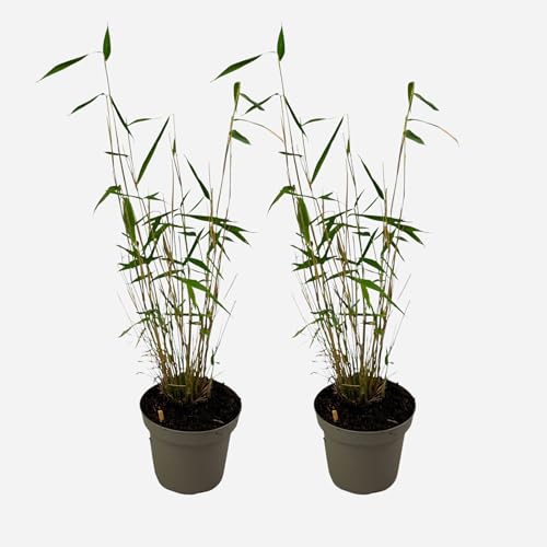 Plant in a Box - Fargesia papyrifera 'Blue Dragon' - Bamboo - Satze von 2 - Topf 13cm - Höhe 30-40cm Plant in a Box - Fargesia papyrifera 'Blue Dragon' - Bamboo - Satze von 2 - Topf 13cm - Höhe 30-40cm von Plant in a Box