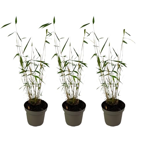 Plant in a Box - Fargesia papyrifera 'Blue Dragon' - Bamboo - Satze von 3 - Topf 13cm - Höhe 30-40cm von Plant in a Box