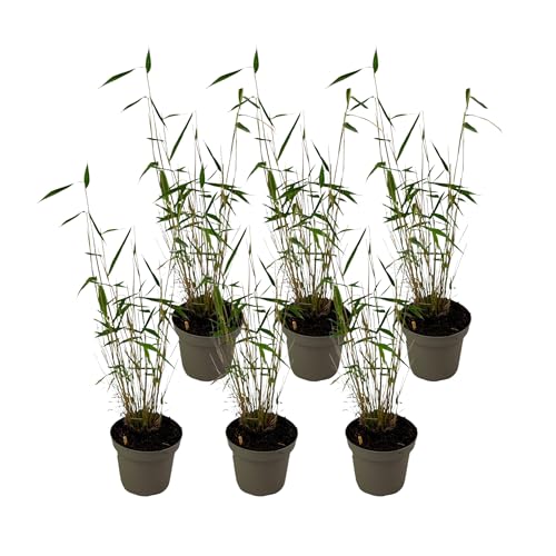 Plant in a Box - Fargesia papyrifera 'Blue Dragon' - Bamboo - Satze von 6 - Topf 13cm - Höhe 30-40cm von Plant in a Box