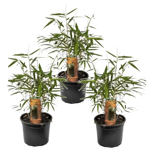 Plant in a Box - Fargesia scabrida 'Asiatisches Wunder' - 3er Set - Rote Bambus - Topf 13cm - Immergrün - Winterhart - Höhe 25-40cm von Plant in a Box